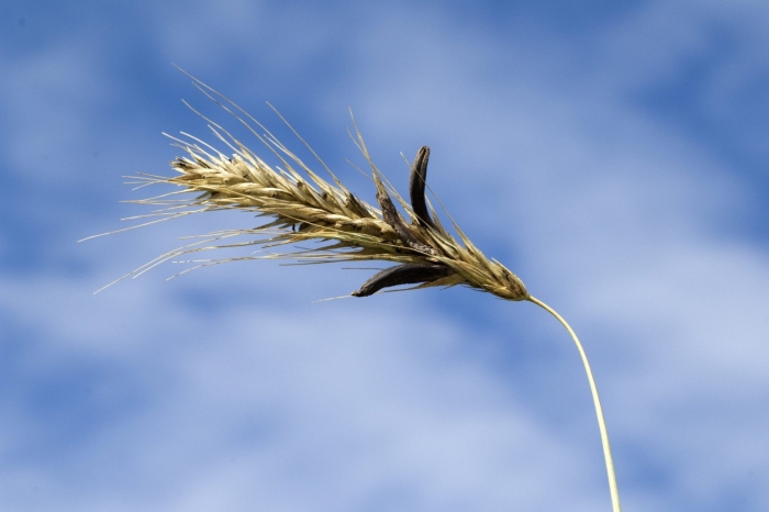 Спорынья (claviceps)