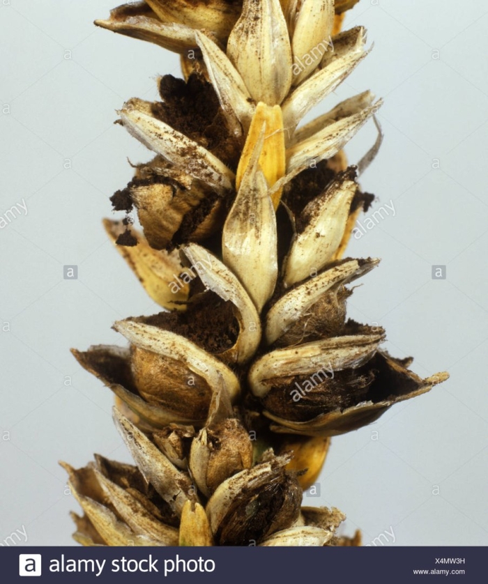 Твердая головня — tilletia caries