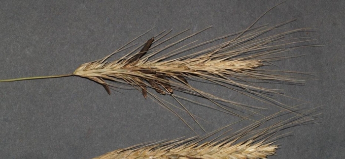 Спорынья (claviceps purpurea)