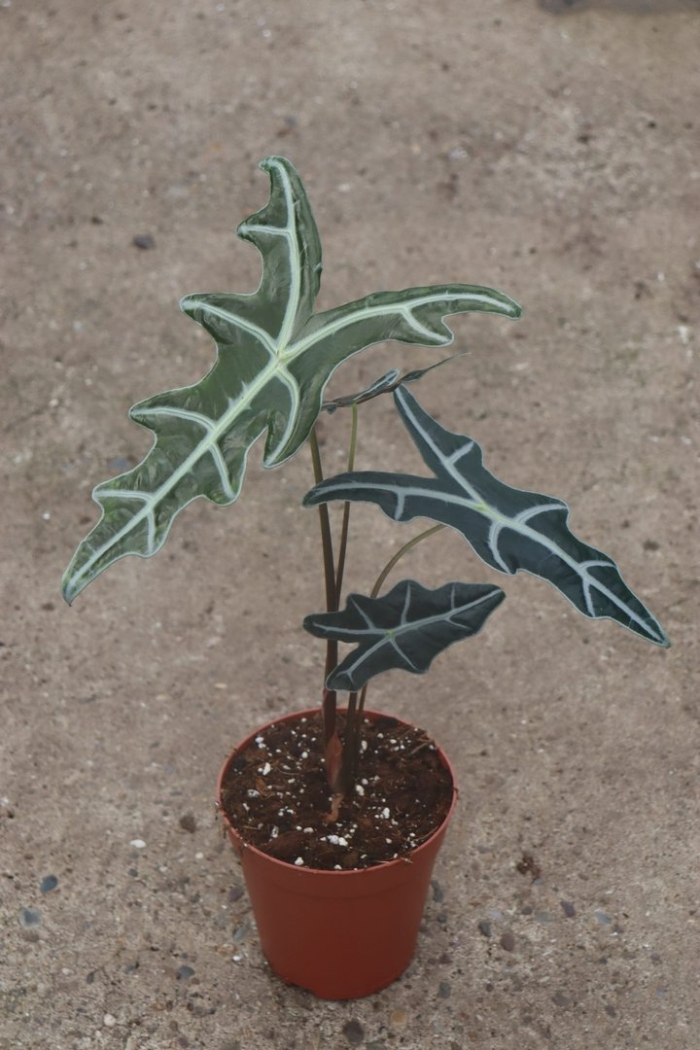 Алоказия nobilis