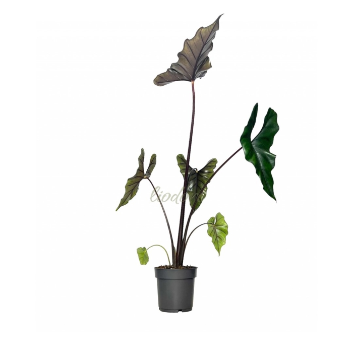 Алоказия пурпл клак