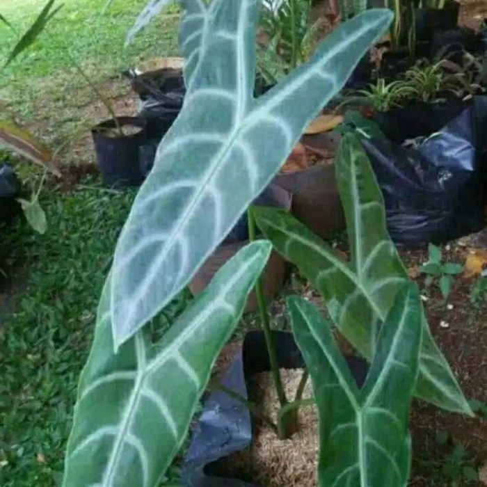 Alocasia amazonica