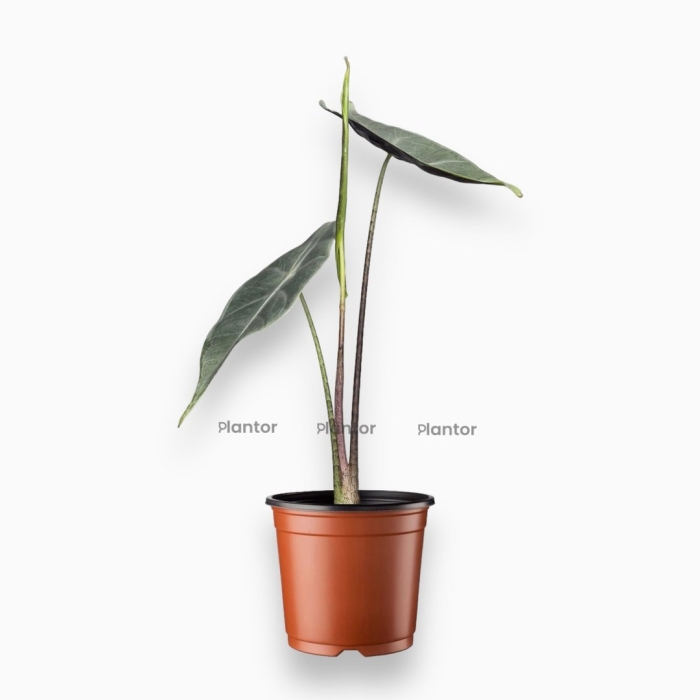 Alocasia longiloba