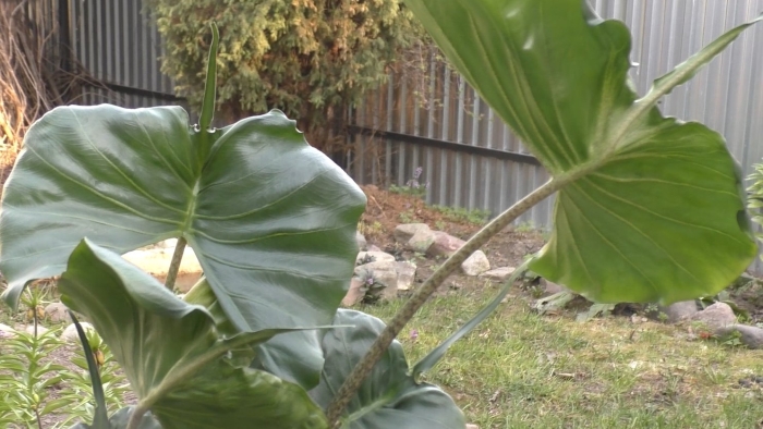 Алоказия стингрей