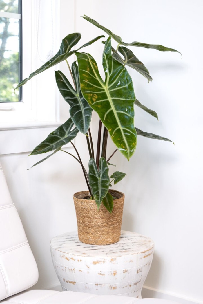 Алоказия длиннолопастная