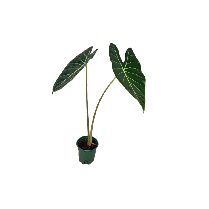 Алоказия лонгилоба аргентея