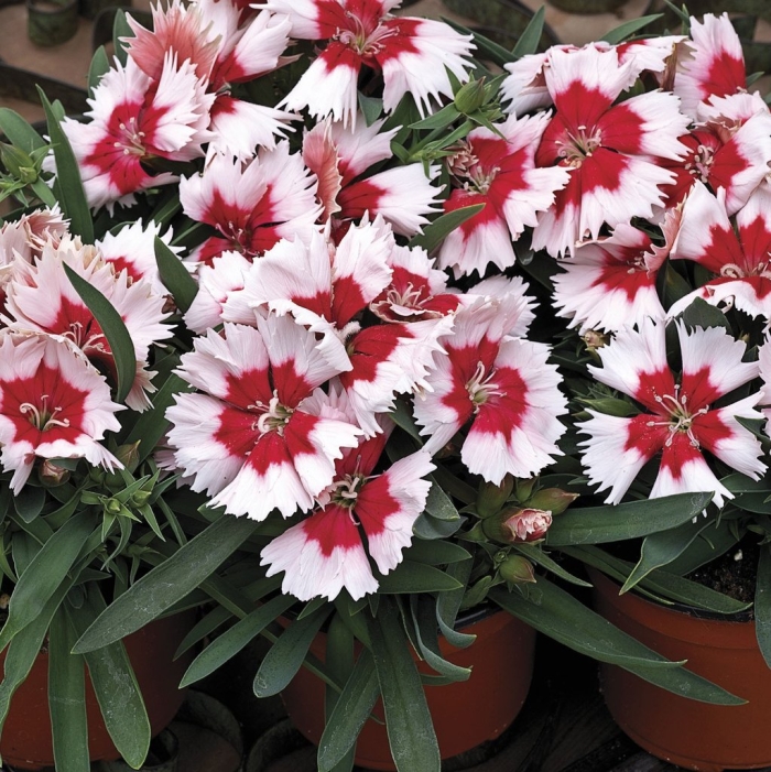 Dianthus chinensis гвоздика китайская