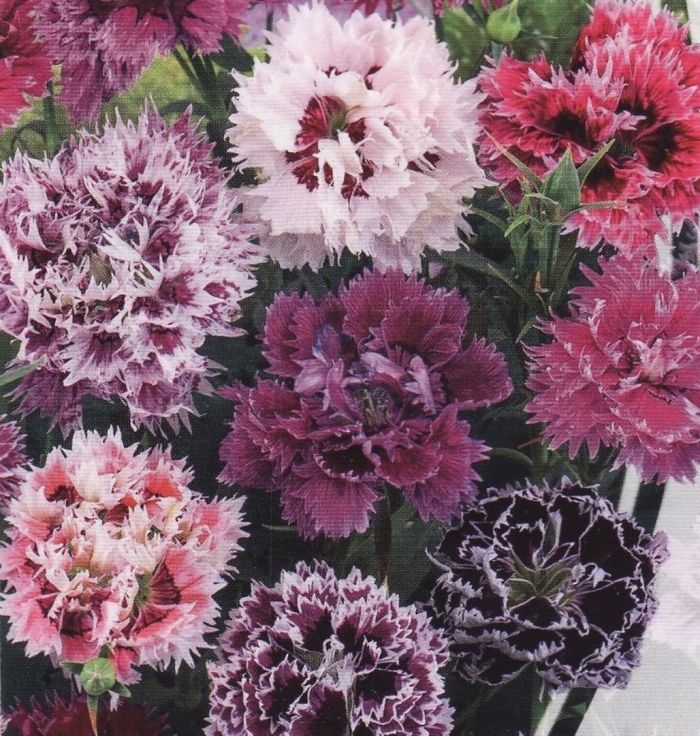 Гвоздика китайская мон амур