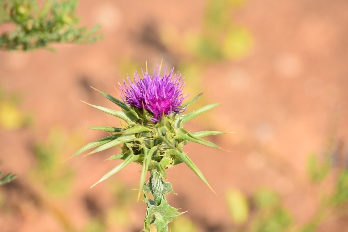 Расторопша пятнистая