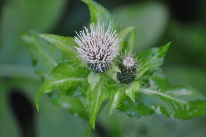 Бодяк огородный círsium oleráceum