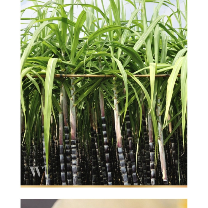 Сахарный тростник культивируемый