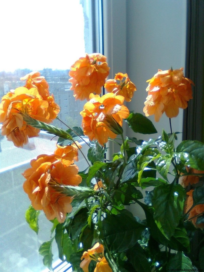 Кроссандра тропик красная