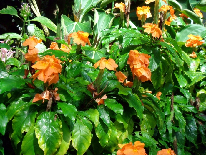 Кроссандра тропик красная