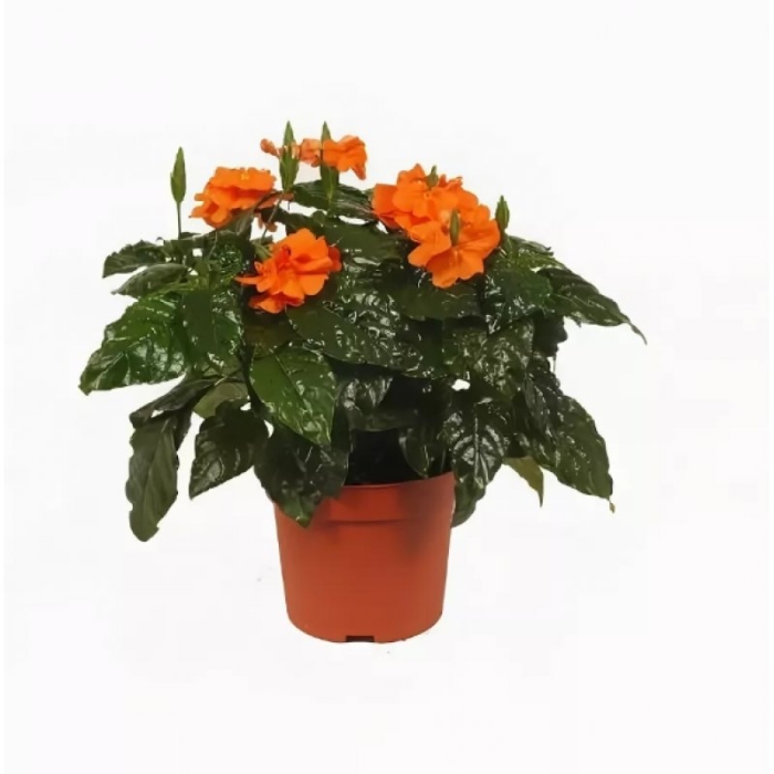 Кроссандра фортуна