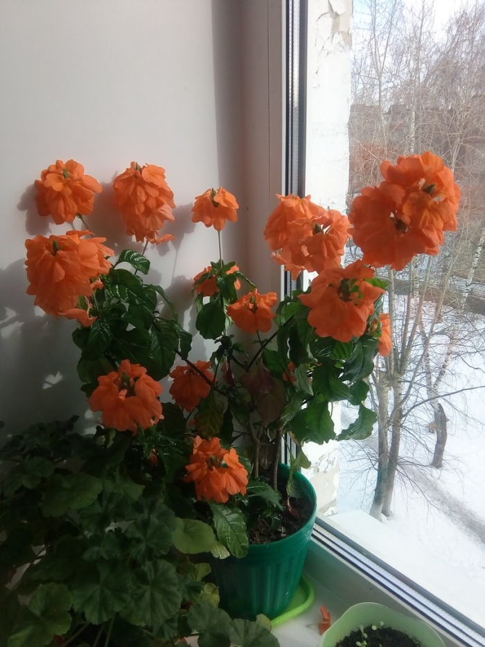 Кроссандра комнатный