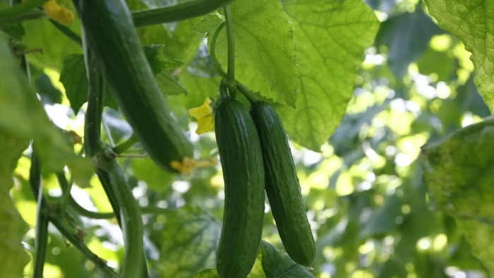 Огурец благодатный