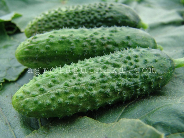 Огурец зузана f1