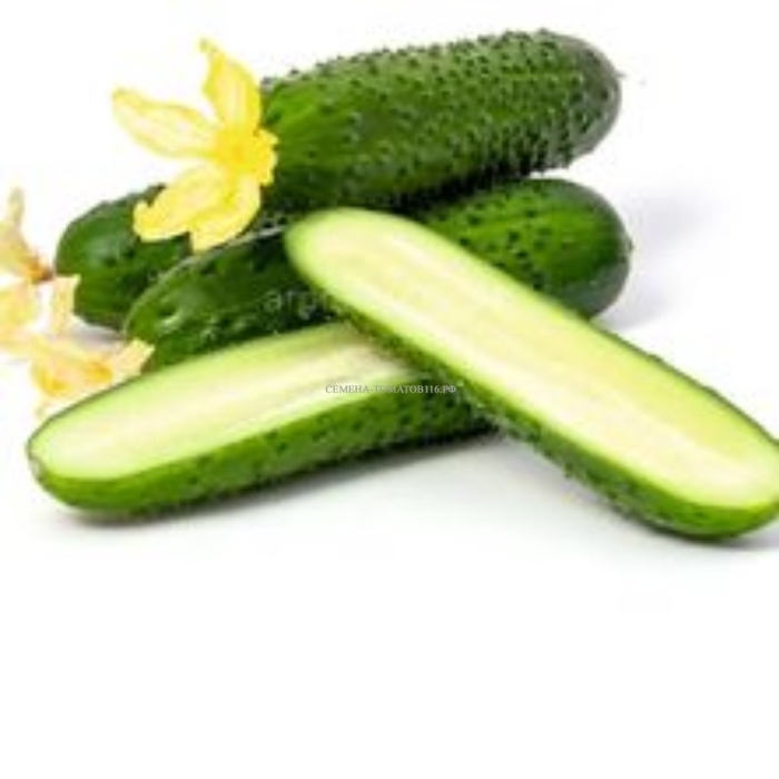 Огурец на белом фоне