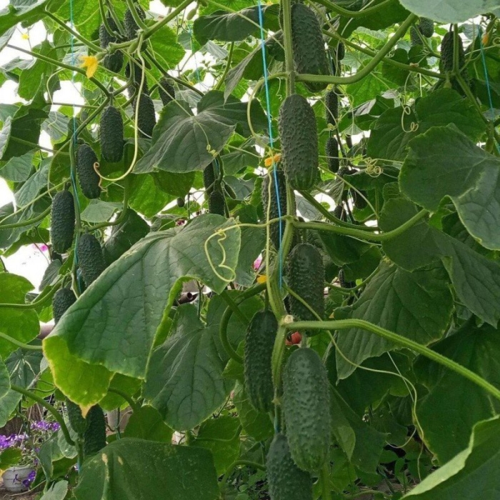 Огурец лист f1