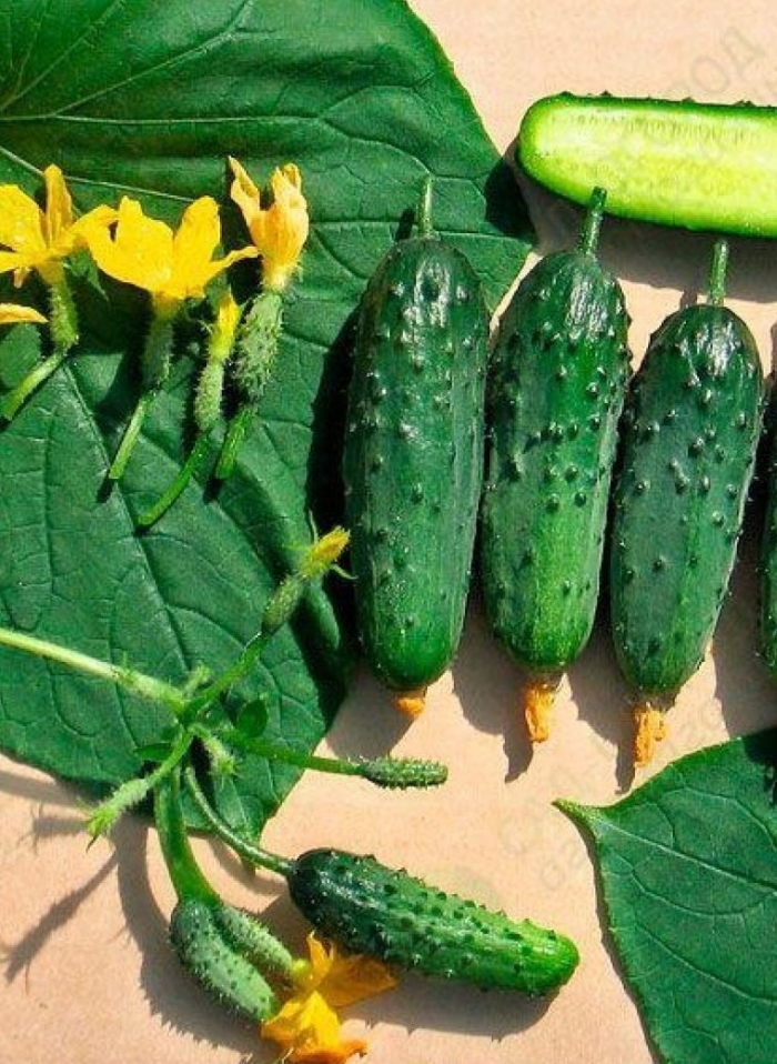 Огурец красавчик хикмет f1