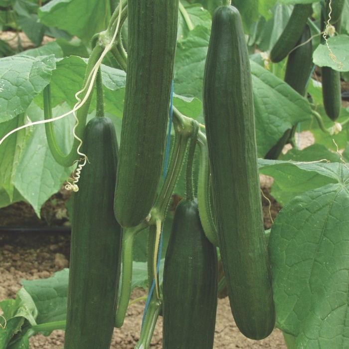 Огурец длинный