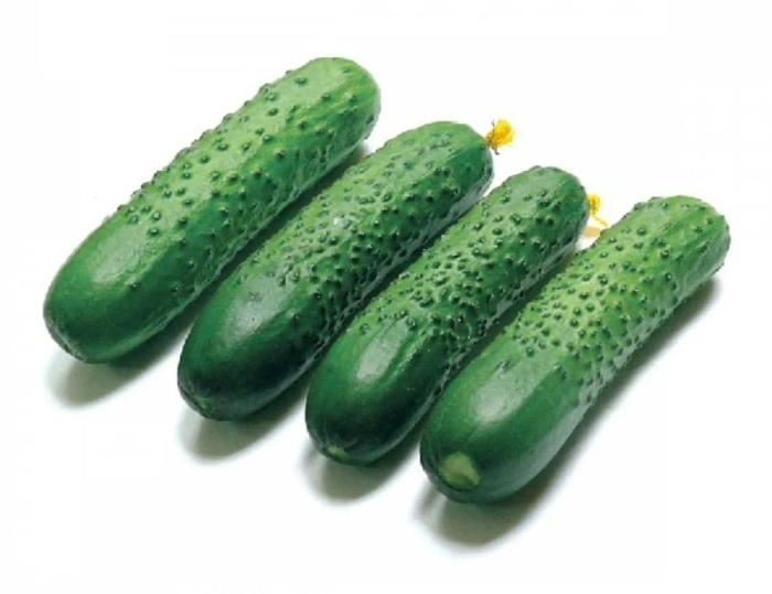 Огурец спино f1