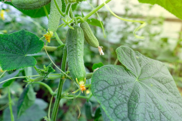 Сорт огурцов атос