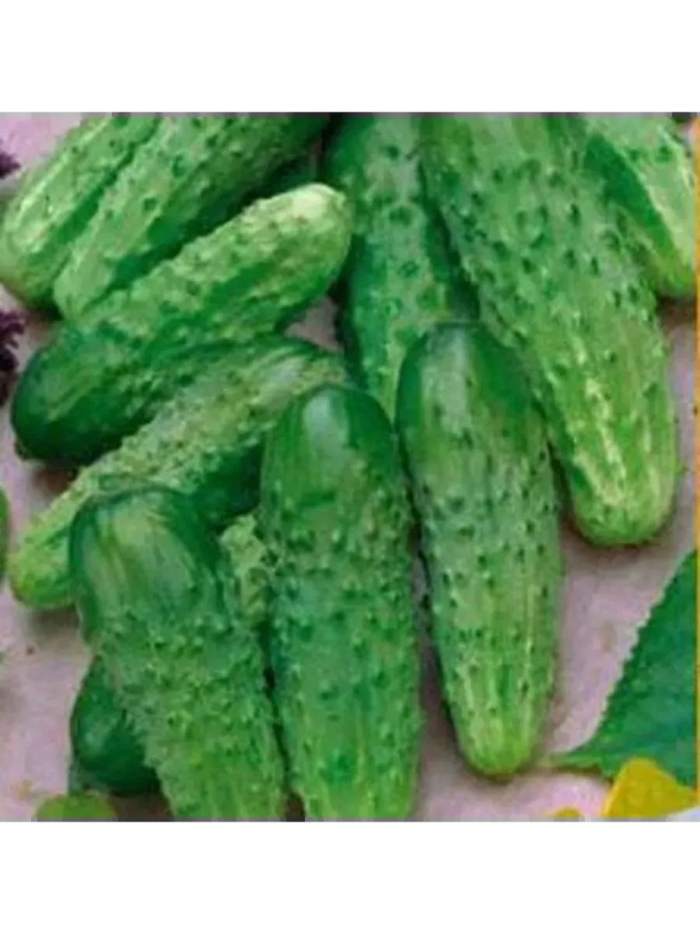 Огурец смуглянка