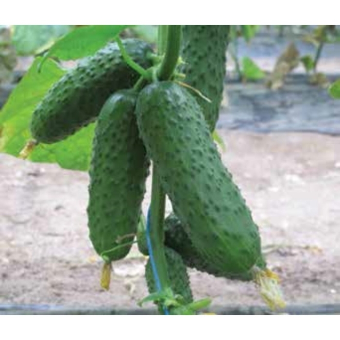 Огурец барвина f1