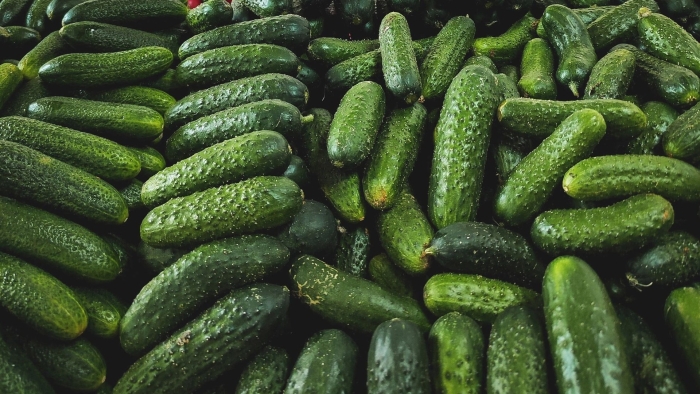 Огурцы для засолки