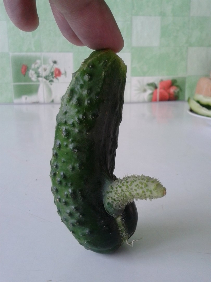 Огурец в форме члена