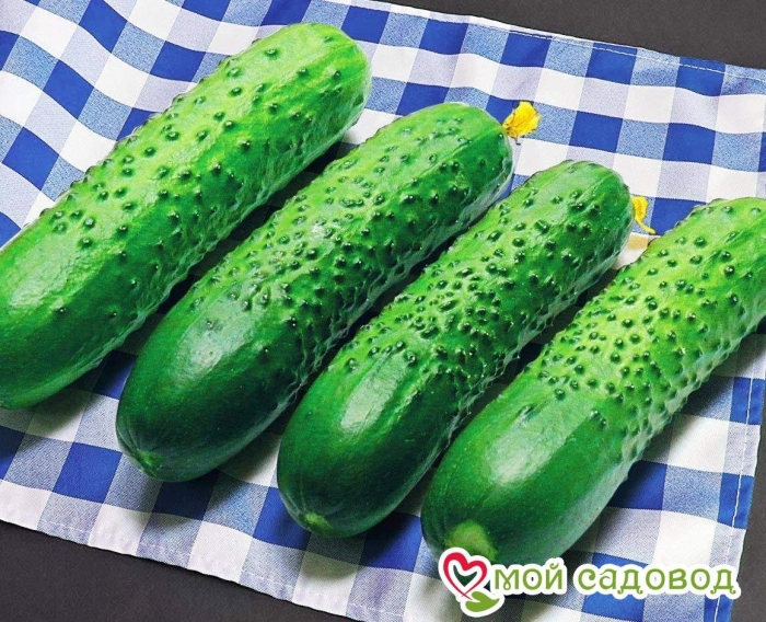Огурец f1 мадрилене