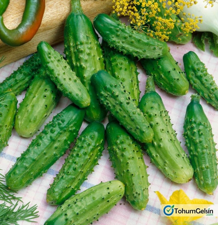 Огурцы сорта парижский корнишон