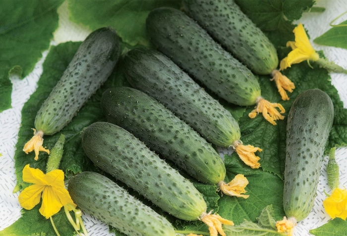 Огурец форсаж f1