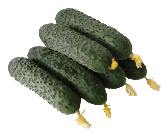 Огурцы сорт