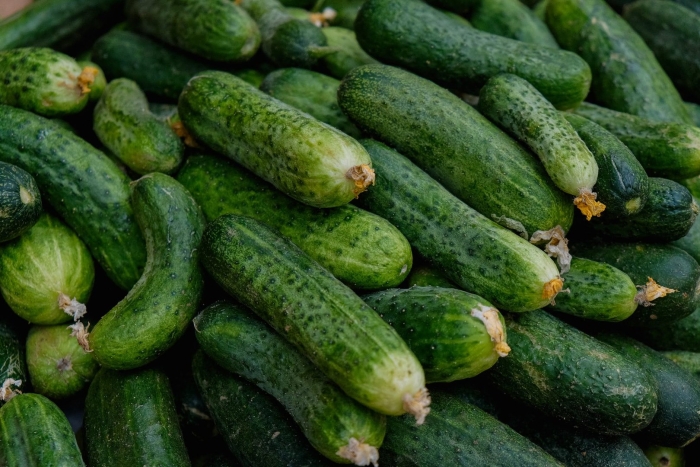 Огромные огурцы