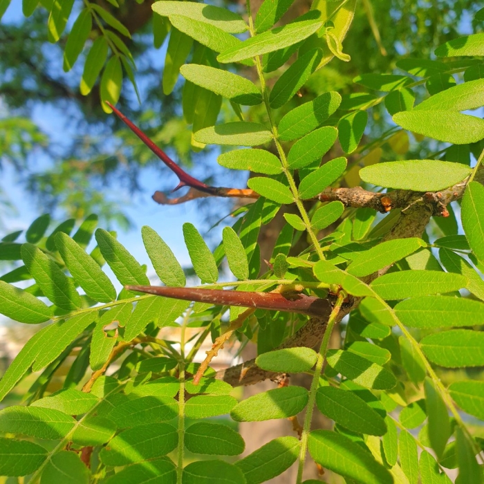 Акация трехколючковая гледичия
