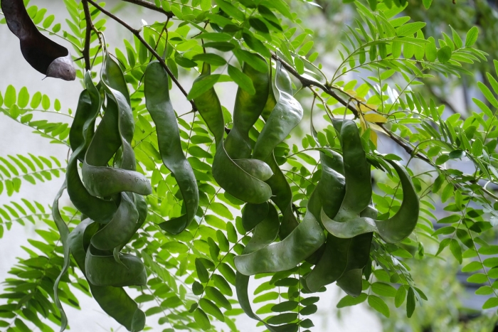 Акация колючая гледичия