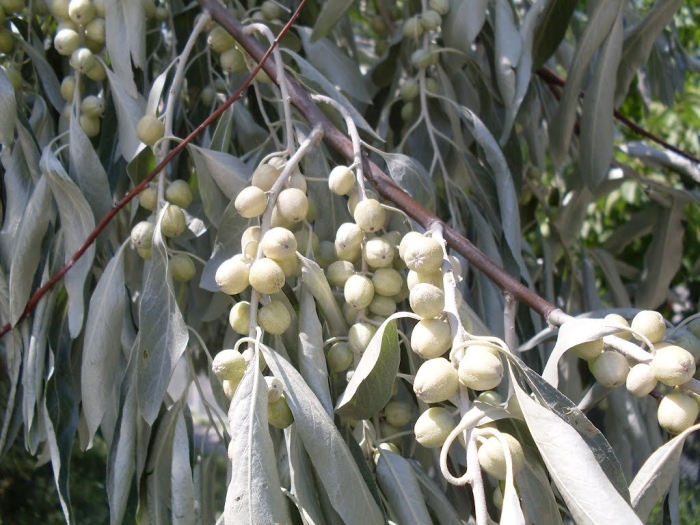 Лох узколистный дикая маслина