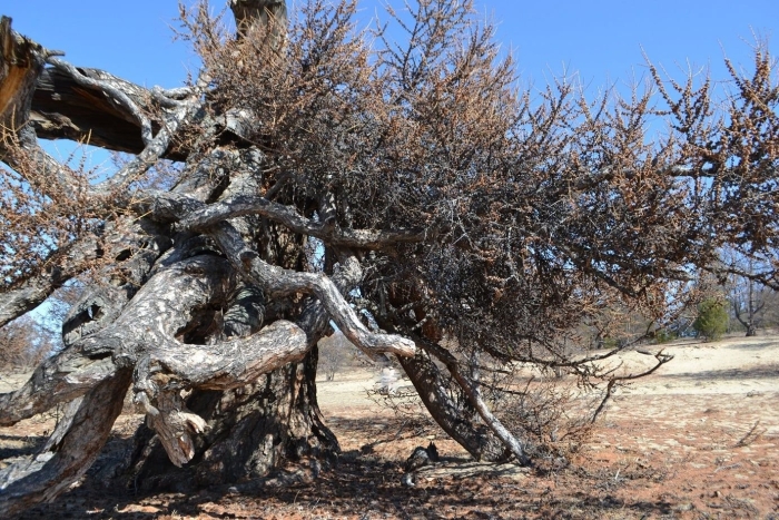 Страж ольхона лиственница