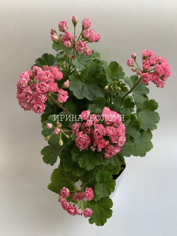 Принцесса филиппа пеларгония