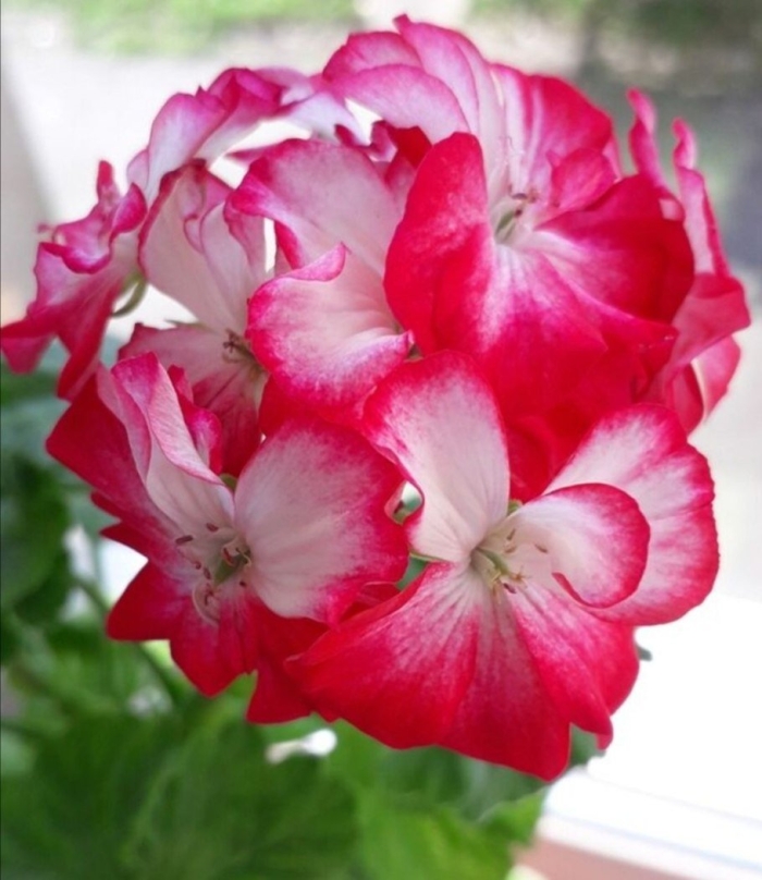 Пеларгония принцесса сандра