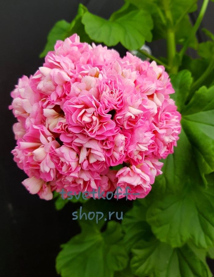 Пеларгония филиппа