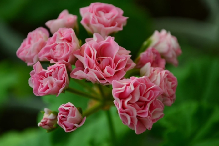 Пеларгония принцесса грейс