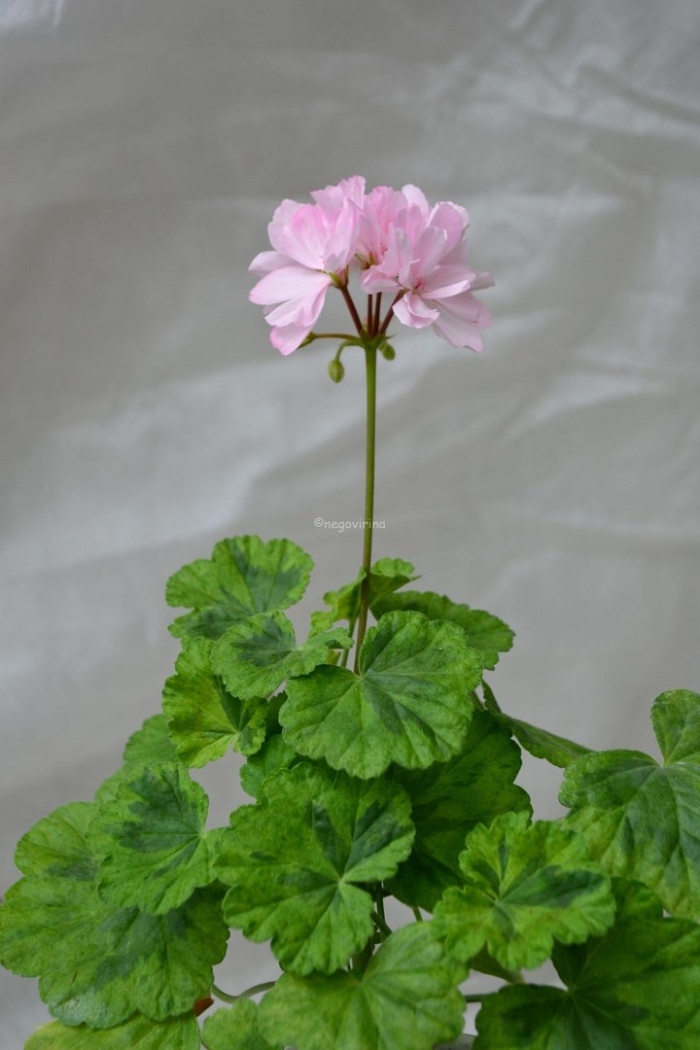 Юг царевна лягушка пеларгония