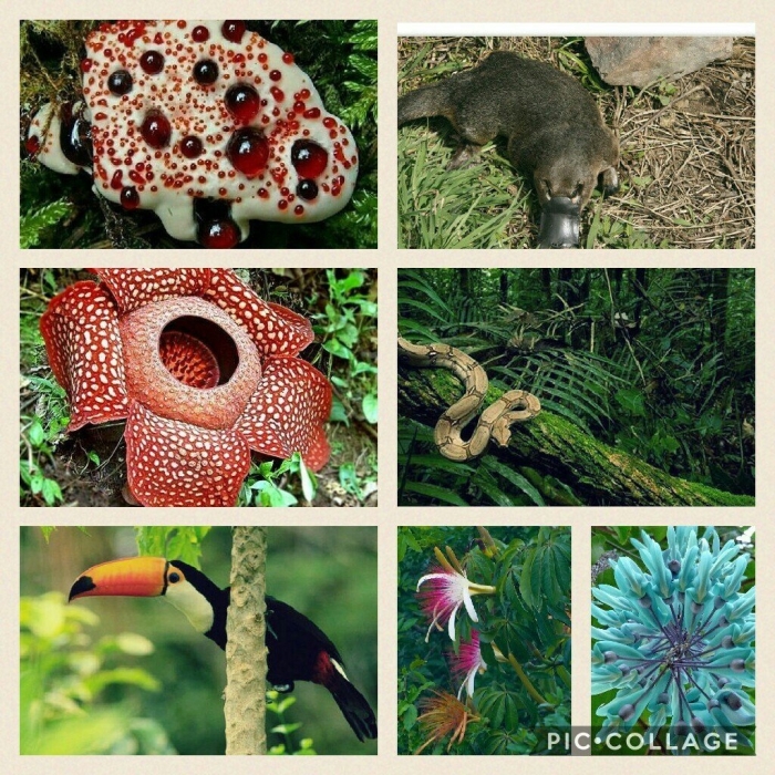 Животные и растения тропиков