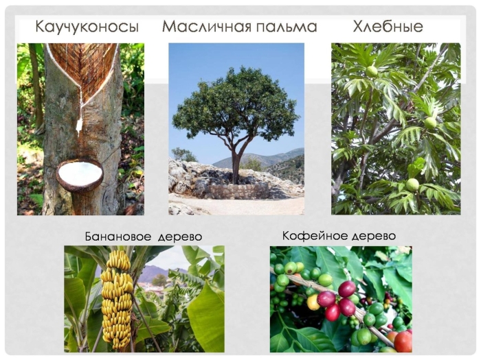 Влажные экваториальные леса растения