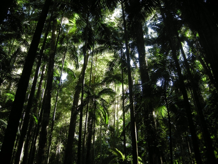 Влажные тропические леса южной америки