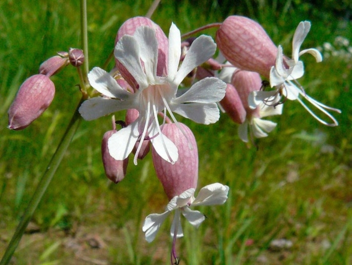 Silene vulgaris смолевка обыкновенная
