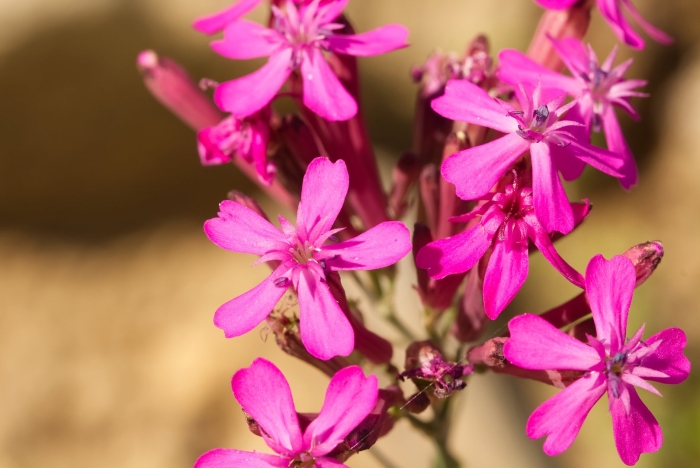 Silene armeria